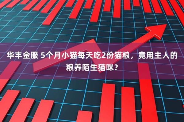 华丰金服 5个月小猫每天吃2份猫粮，竟用主人的粮养陌生猫咪？